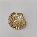 Seashell Hair Clip - EVRYJEWELS